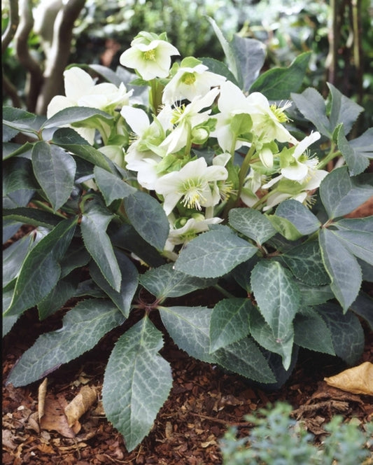 Image of Helleborus x nigercors 'White Beauty'|Northwest Bulb, OR|R. Heuermann