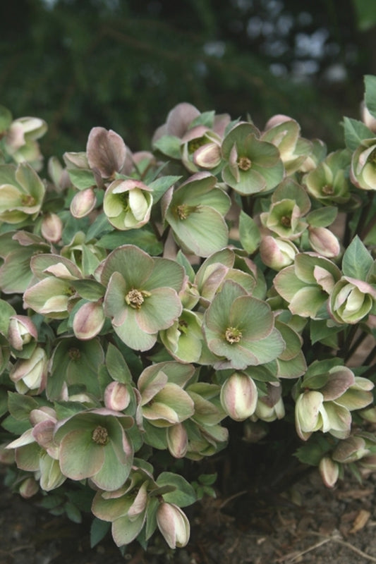 Image of Helleborus x nigersmithii 'Walhelivor' PP 16,199|Juniper Level Botanic Gdn, NC|JLBG