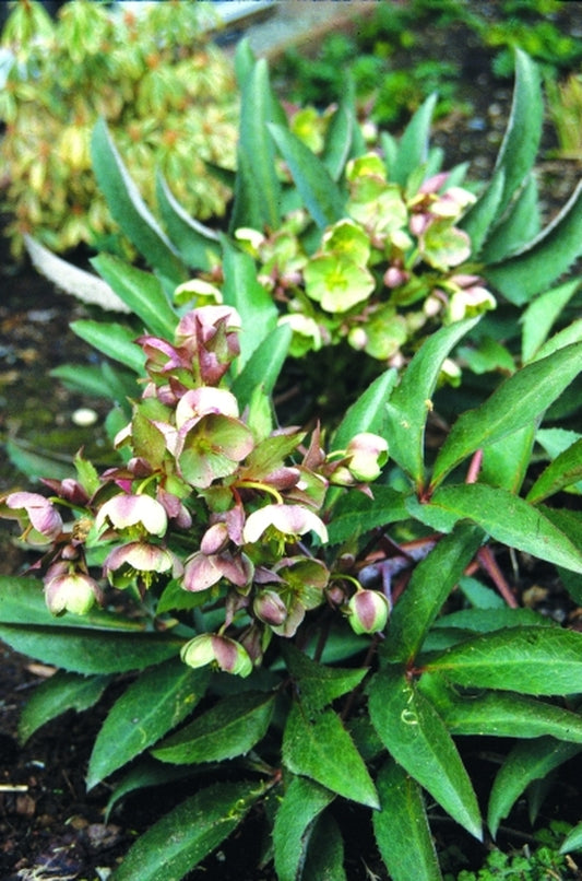Image of Helleborus x sternii 'Blackthorn'|L. Cochran Gdn, WA|