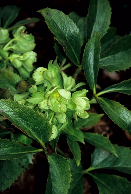 Image of Helleborus x sternii 'Boughton Beauty'|Juniper Level Botanic Gdn, NC|JLBG