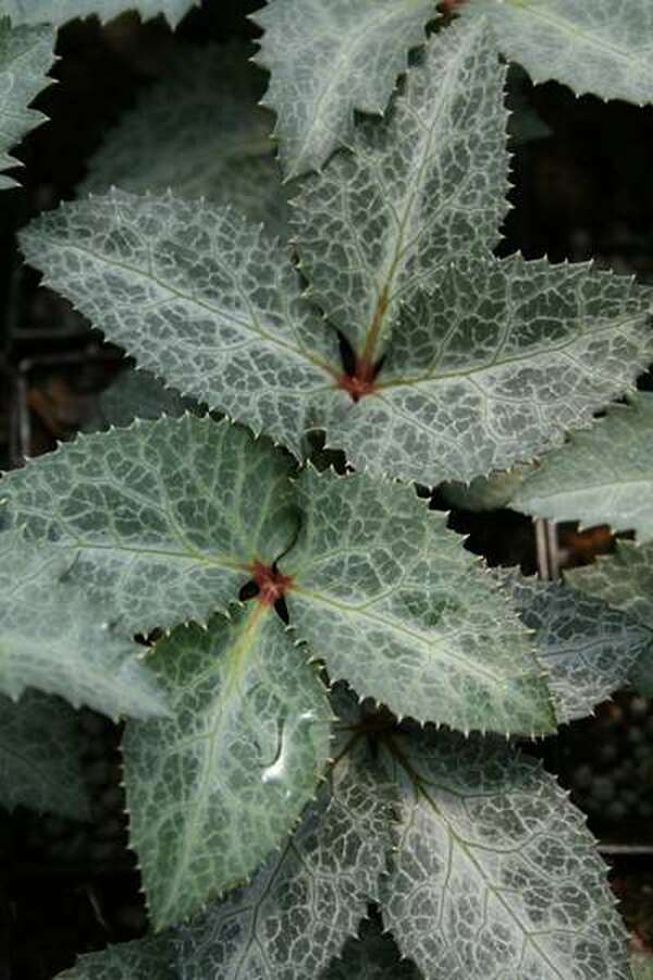 Image of Helleborus x sternii 'Hot Flash'|Juniper Level Botanic Gdn, NC|JLBG