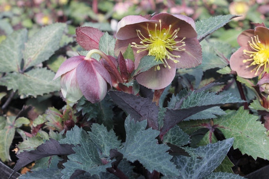 Image of Helleborus x sternii 'Hot Flashes'||