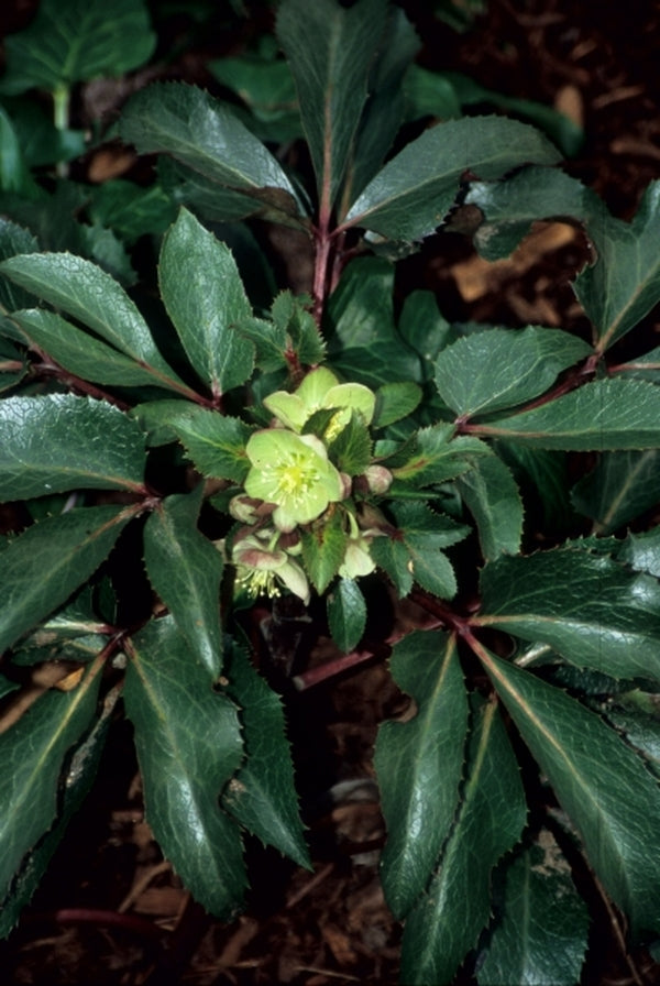 Image of Helleborus x sternii 'Rachel'|Juniper Level Botanic Gdn, NC|JLBG