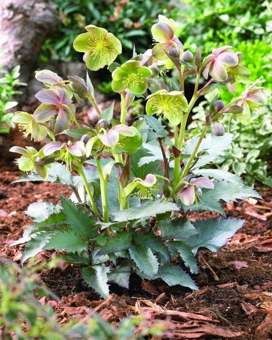 Image of Helleborus x sternii 'Silver Dollar'|PlantHaven, CA|PlantHaven