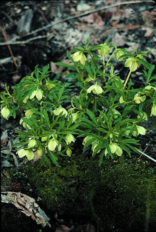 Image of Helleborus viridis|Juniper Level Botanic Gdn, NC|JLBG