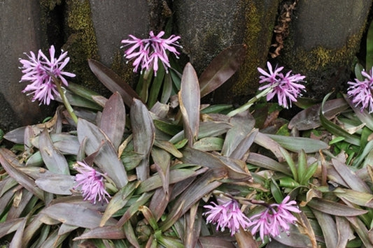 Image of Heloniopsis orientalis 'Purple Sprite'||