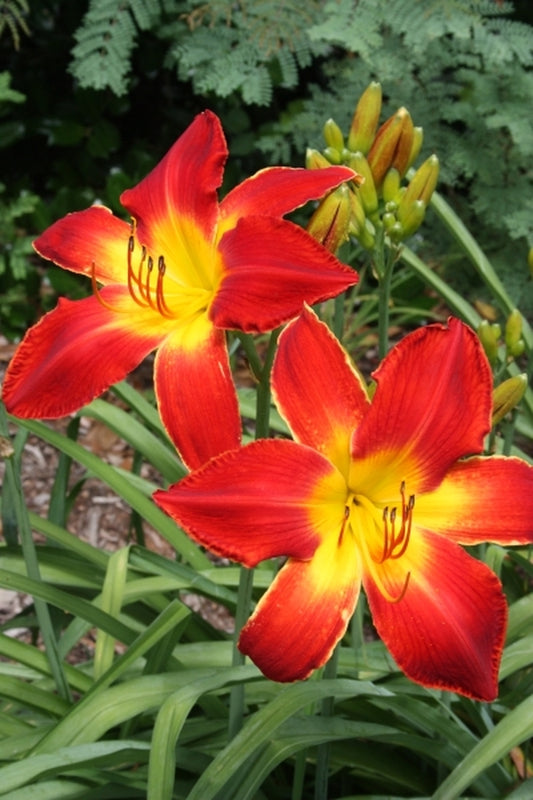 Image of Hemerocallis 'All American Chief'||