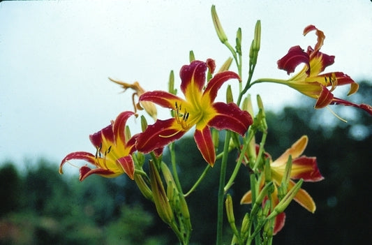 Image of Hemerocallis 'Challenger'taken at Juniper Level Botanic Gdn, NC by JLBG