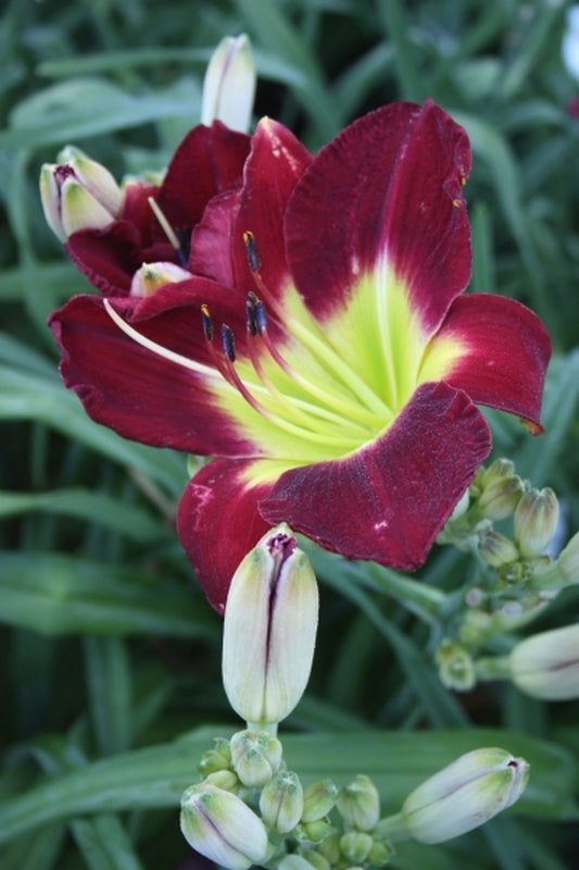 Image of Hemerocallis 'Forsyth White Buds'|Juniper Level Botanic Gdn, NC|JLBG