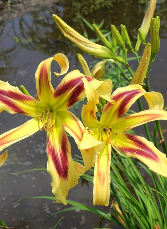 Image of Hemerocallis 'Free Wheelin'||