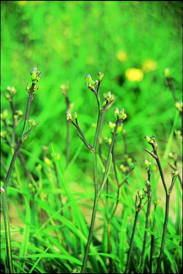 Image of Hemerocallis 'Golden Sprouts'|Klehm Nsy, IL|