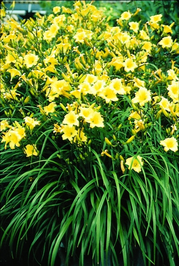 Image of Hemerocallis 'Golden Sprouts'|Juniper Level Botanic Gdn, NC|JLBG