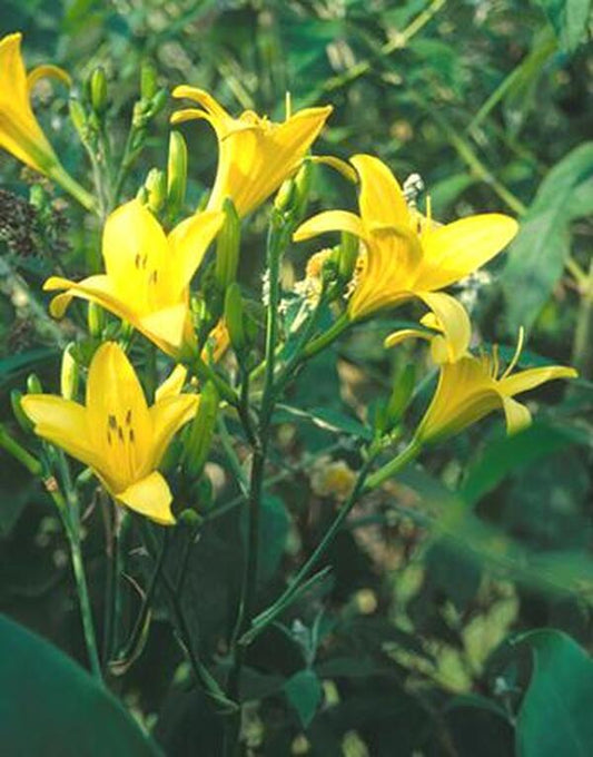 Image of Hemerocallis 'Notify Ground Crew'taken at Juniper Level Botanic Gdn, NC by JLBG