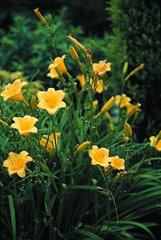 Image of Hemerocallis 'Penny's Worth'|J.C. Raulston Arboretum, NC|