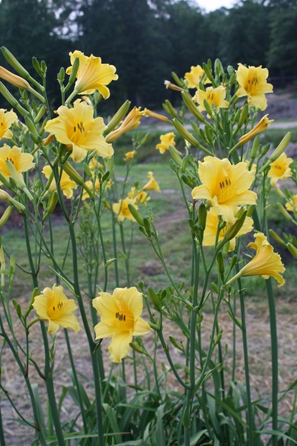 Image of Hemerocallis 'Purity'|Juniper Level Botanic Gdn, NC|JLBG