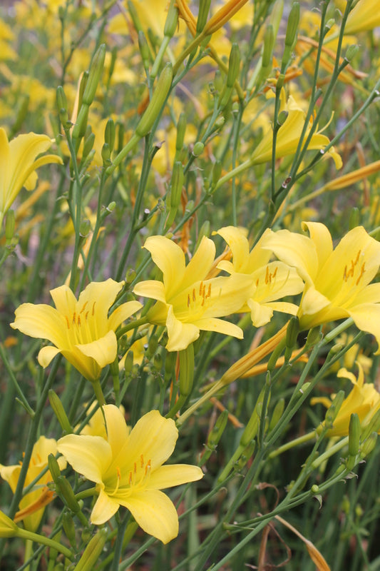 Image of Hemerocallis 'Steeple Jackie'|Juniper Level Botanic Gdn, NC|JLBG