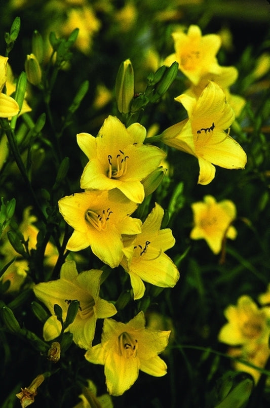 Image of Hemerocallis 'Toy Trumpets'|Juniper Level Botanic Gdn, NC|JLBG
