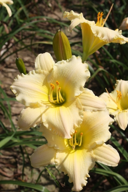 Image of Hemerocallis 'Western Sandstone'|Walters Gardens, MI|