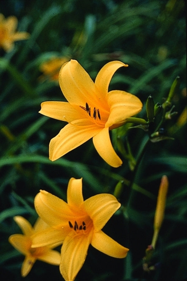 Image of Hemerocallis hakuuensis A1K-286|Juniper Level Botanic Gdn, NC|JLBG