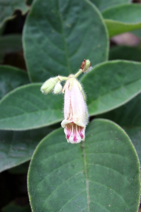 Image of Hemiboea flaccida 'Velvet Touch'|Juniper Level Botanic Gdn, NC|JLBG