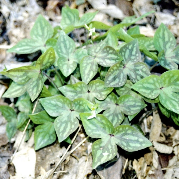 Image of Hepatica acutiloba|Blue Ridge Parkway, NC|