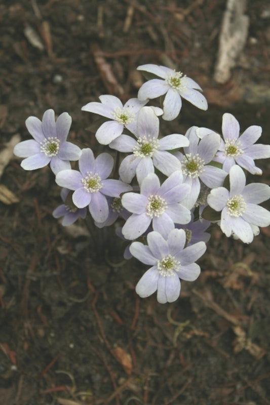 Image of Hepatica acutiloba|Juniper Level Botanic Gdn, NC|JLBG