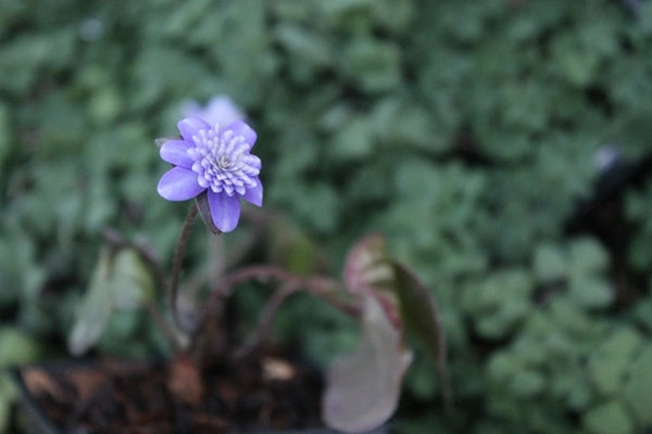 Image of Hepatica asiatica var. japonica Double Purple||