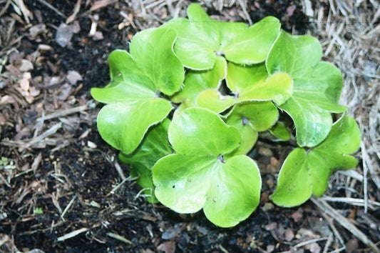 Image of Hepatica maxima|Juniper Level Botanic Gdn, NC|JLBG