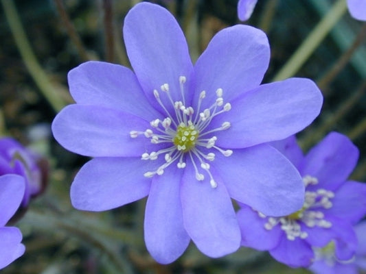 Image of Hepatica nobilis 'Lithuanian Blue'|Seneca Hill, NY|E. Hornig