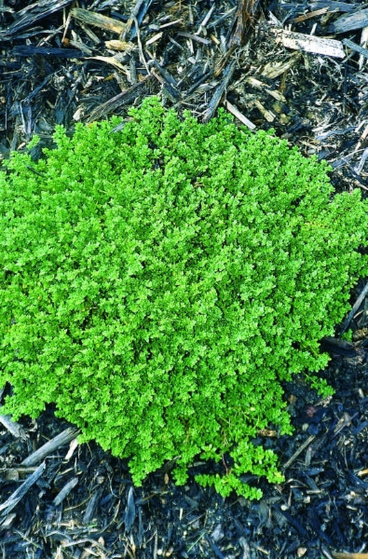 Image of Herniaria glabra|Juniper Level Botanic Gdn, NC|JLBG