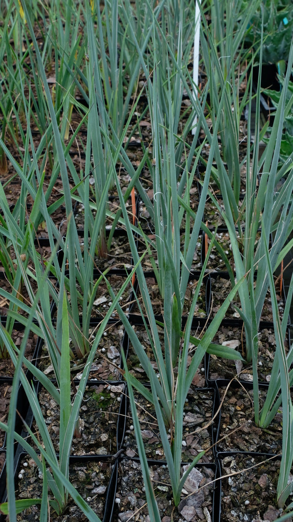 Image of Hesperaloe chiangii Lowe form|Juniper Level Botanic Gdn, NC|JLBG