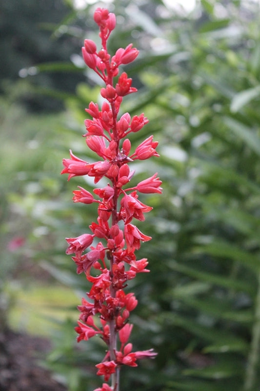 Image of Hesperaloe engelmannii 'Perpa' PP 21,729|Juniper Level Botanic Gdn, NC|JLBG