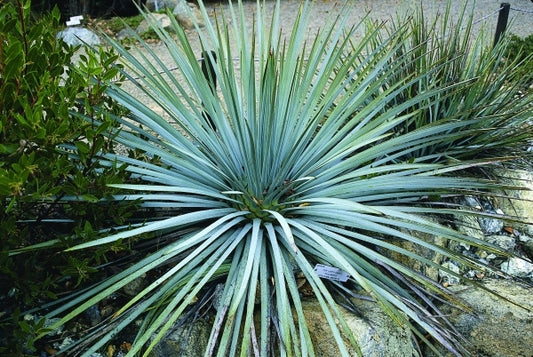 Image of Hesperoyucca whipplei|UC Berkeley Botanic Gdn, CA|