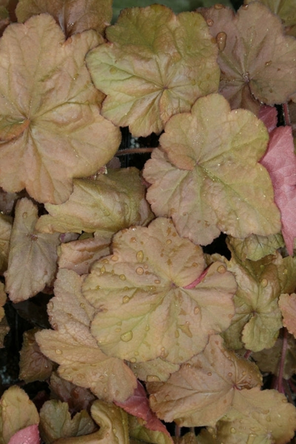 Image of Heuchera 'Beaujolais' PP 19,577|Juniper Level Botanic Gdn, NC|JLBG