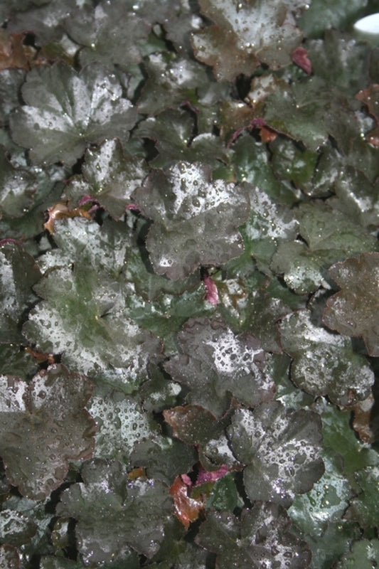 Image of Heuchera 'Blackout' PPAF|Juniper Level Botanic Gdn, NC|JLBG