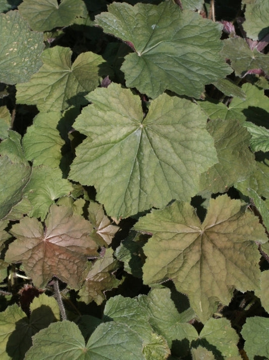 Image of Heuchera 'Brownies' PPAF|Juniper Level Botanic Gdn, NC|JLBG