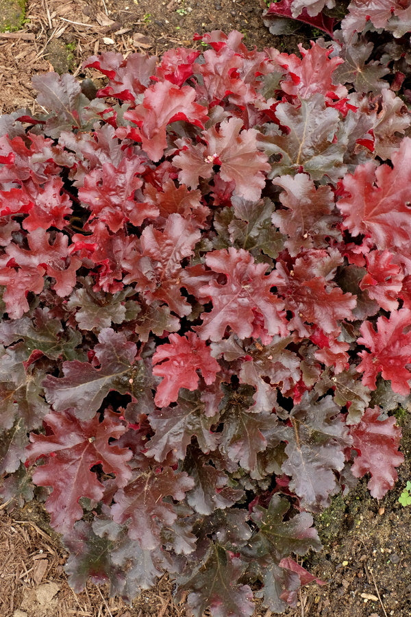 Image of Heuchera 'Cherry Truffles' PPAF|Walters Gardens, MI|
