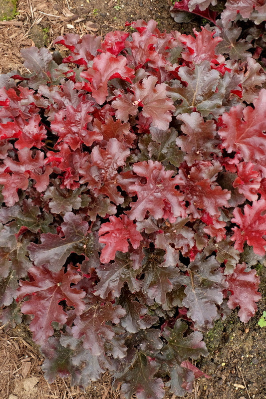 Image of Heuchera 'Cherry Truffles' PPAF|Walters Gardens, MI|