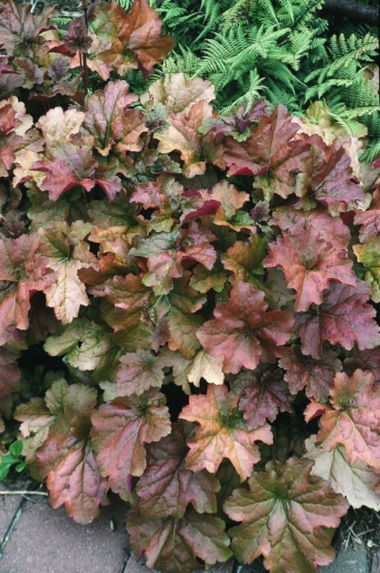 Image of Heuchera 'Creme Brulee' PP16774|Juniper Level Botanic Gdn, NC|JLBG