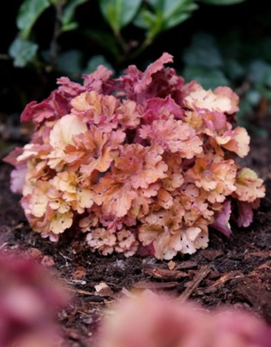 Image of Heuchera 'Frilly' PPAFtaken at Concept Plants by Concept Plants