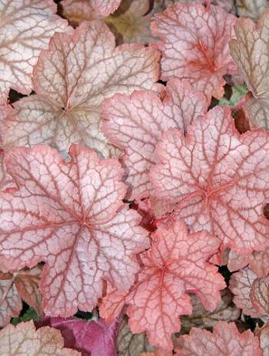 Image of Heuchera 'Georgia Peach' PP 19,375|Juniper Level Botanic Gdn, NC|JLBG