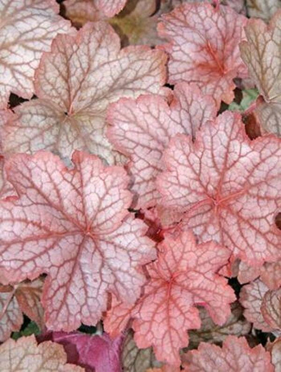 Learn about Heuchera Peach' PP 19,375 Peach Coral
