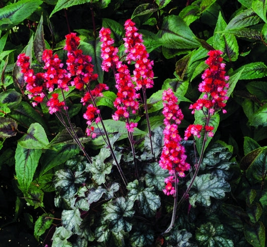 Image of Heuchera 'Hollywood' PP17129|Terra Nova Nurseries, OR|Terra Nova Nurseries