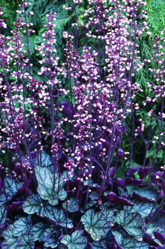 Image of Heuchera 'Jade Gloss' PPAF|Primrose Path, PA|Primrose Path