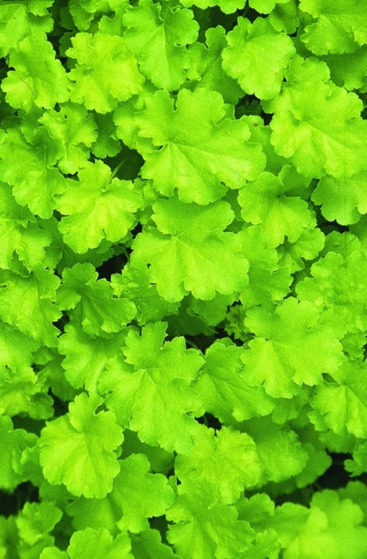 Image of Heuchera 'Lime Rickey' PP16210|Terra Nova Nurseries, OR|