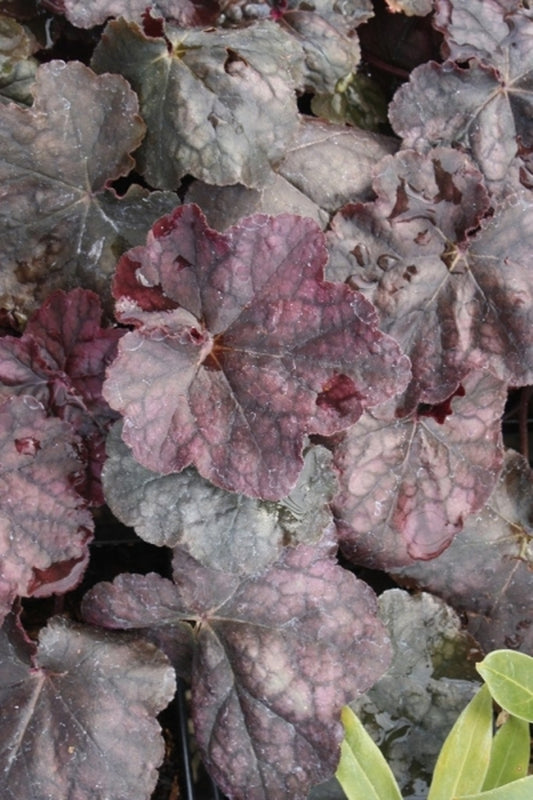 Image of Heuchera 'Magnum' PPAF|Juniper Level Botanic Gdn, NC|JLBG