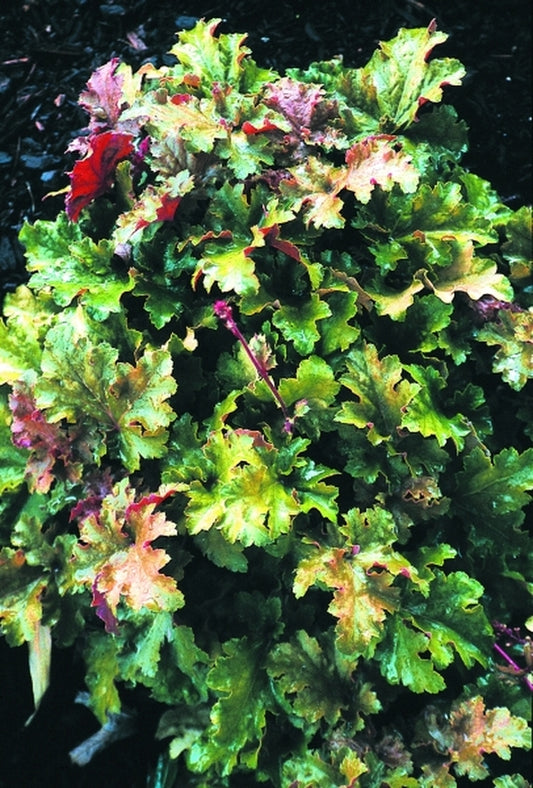 Image of Heuchera 'Marmalade' PP 15,945|Terra Nova Nurseries, OR|