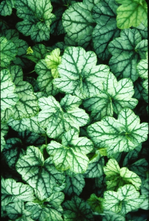 Image of Heuchera 'Mint Frost' EU 5886|Juniper Level Botanic Gdn, NC|JLBG