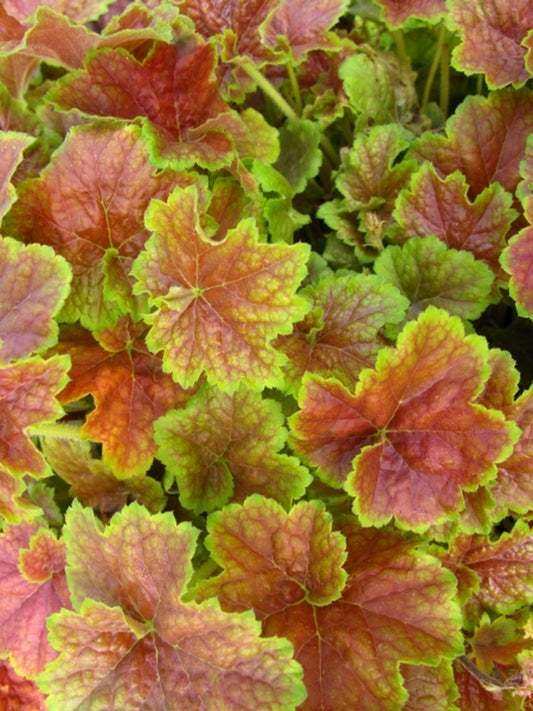 Image of Heuchera 'Miracle' PPAF|Holland|L. Klinkhamer