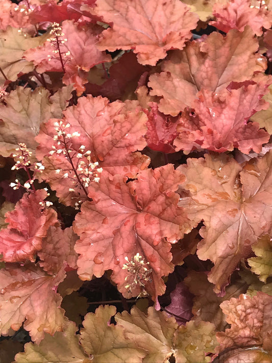 Image of Heuchera 'Peachberry Ice' PPAF||C. Hardison